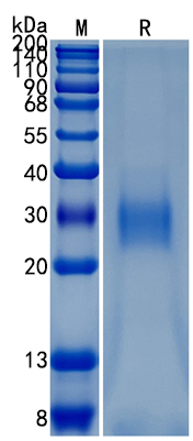 Active Recombinant Human HVEM / TNFRSF14 / CD270 Protein