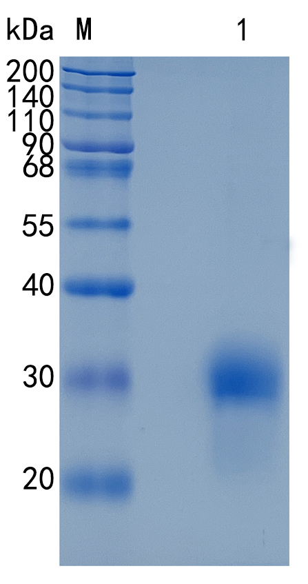 Active Recombinant Human BMPR1A / CD292 Protein