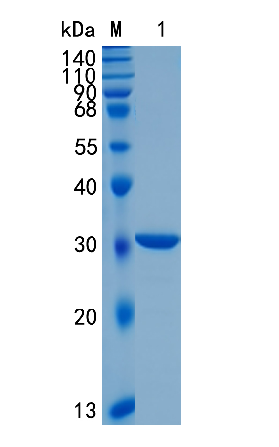 Active Recombinant EGFP / Enhanced Green Fluorescent Protein Protein