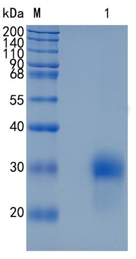 Recombinant Human BMPR1A / CD292 Protein (without activity validation)