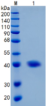 Recombinant Chikungunya Virus E2 Envelope Glycoprotein