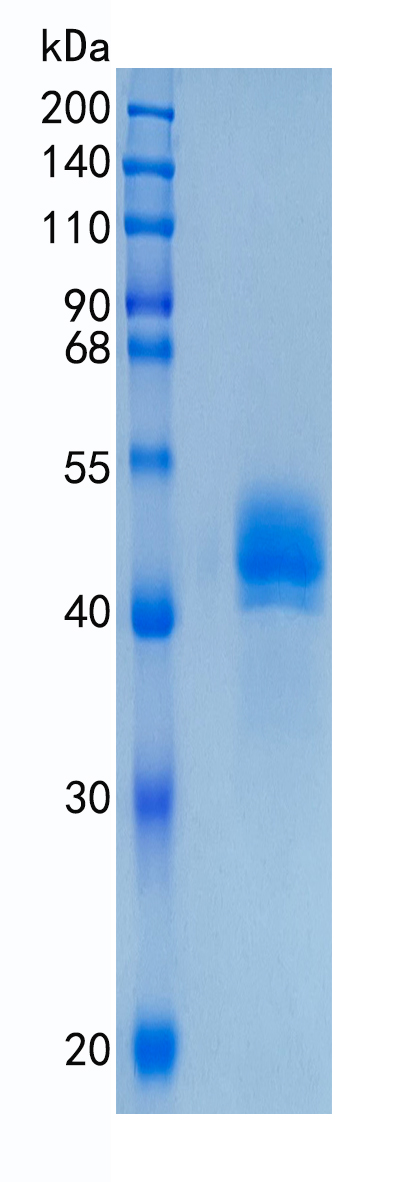 鵰 Recombinant Cynomolgus DC SIGN / CD209 Protein