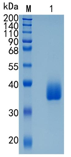 鵰 Recombinant Human LILRA5 / ILT11 / CD85 Protein