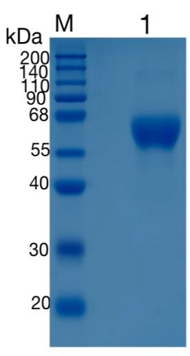 鵰 Recombinant Mouse MAdCAM-1 / MAdCAM1 / MACAM1 Protein