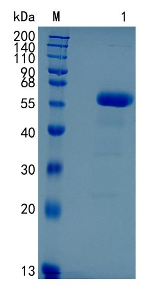 鵰 Recombinant Human Frizzled-1 / FZD1 Protein
