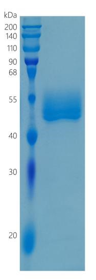 鵰 Recombinant Human SIRP beta 1/CD172b Protein