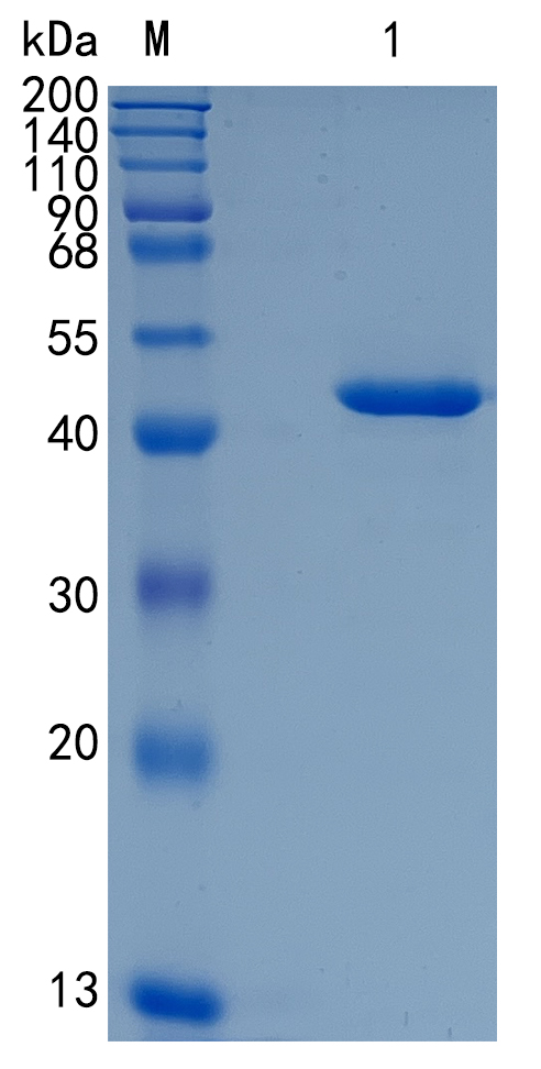 鵰 Recombinant Mouse YM1 / Chitinase 3-like 3 / Chil3 Protein