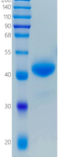 鵰 Recombinant Human ANGPTL7 / AngX / CDT6 Protein