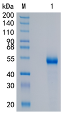 鵰 Recombinant Human GFR alpha 3 / GFRA3 Protein