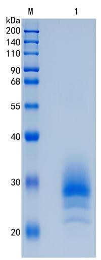 鵰 Recombinant Human CREG1 / CREG / 1CREG Protein