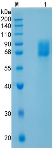 鵰 Recombinant Human VNN1 / Vanin-1 / Tiff66 Protein