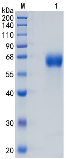 鵰 Recombinant Human Antithrombin III (ATIII) /  Serpin C1 /  clade C (antithrombin) /  MGC22579 Protein