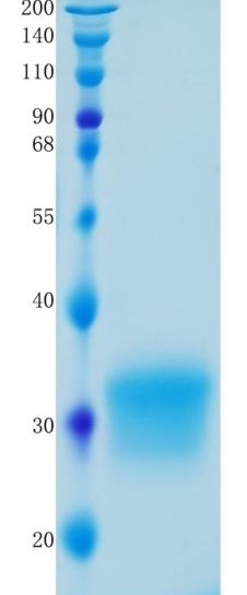 鵰 Recombinant  Mouse IFN-beta / IFN-beta / IFNB1 / IFB / IFNB Protein