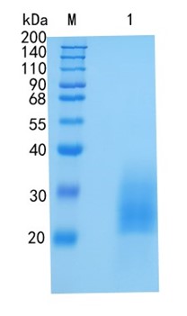 鵰 Recombinant Mouse CD90/Thy1 Thy-1 membrane glycoprotein / CDw90 / Thy-1 antigen / CD90 Protein