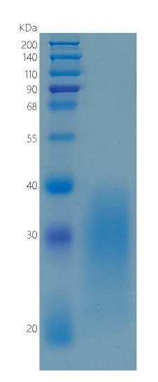 鵰 Recombinant Human BMPR2 / BMP Type-2 Receptor / BMP Type II Receptor / BMPR-II Protein