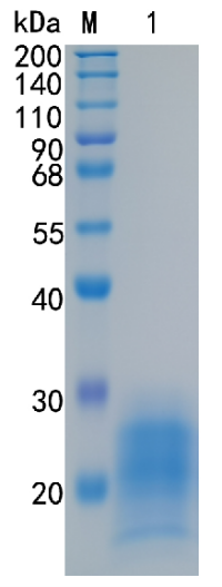 鵰 Recombinant Mouse IL-5 Interleukin-5 / IL-5 / T-cell replacing factor / TRF Protein