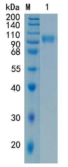 鵰 Recombinant Human ErbB2 CD340 / ErbB2 / HER2 / NEU / NGL Protein