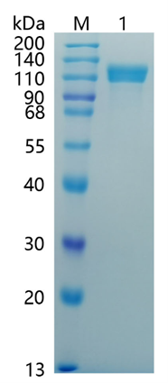 鵰 Recombinant Human Amyloid Precursor / ABPP / PN-II / A4 / AD1 Protein
