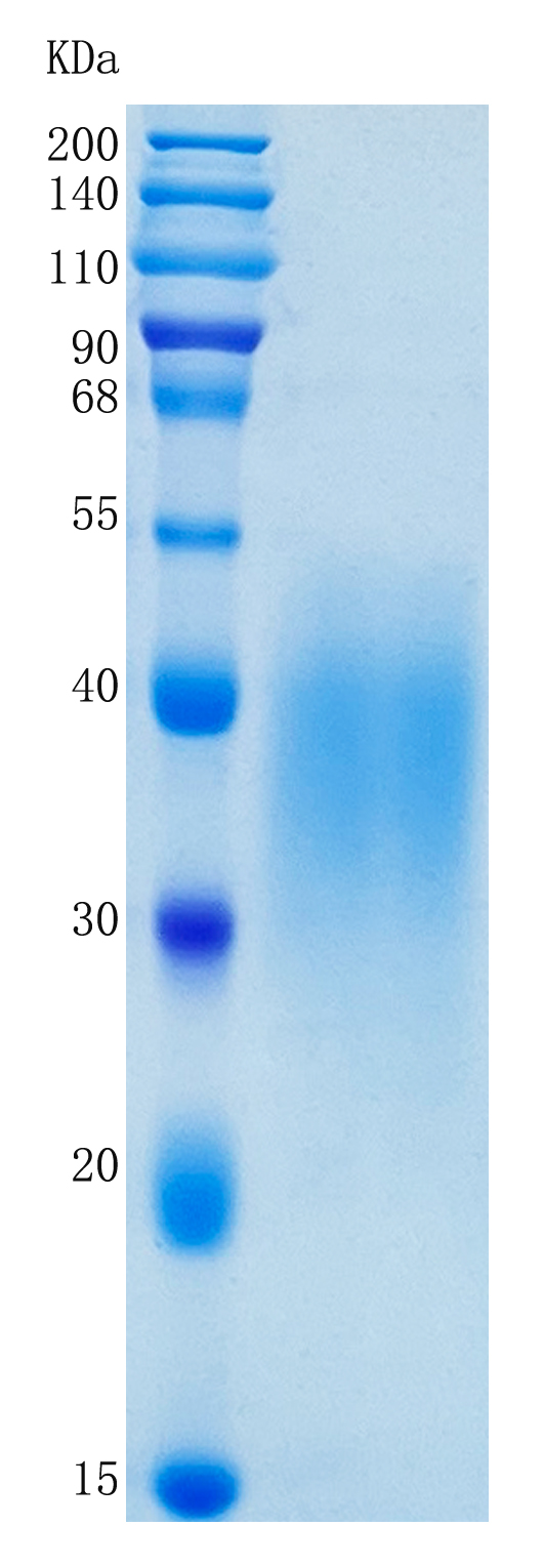 鵰 Recombinant Human SCF / SCF / c-Kit ligand / KITLG  Protein