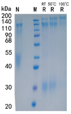 鵰 Recombinant Human Cerebellin-1 /  CLN1 / Precerebellin  Protein