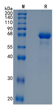 鵰 Recombinant Human LILRB5 / CD85c / LIR-8 Protein