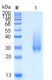 鵰 Recombinant Human  Apo-D / His / ApoD / Apolipoprotein D Protein