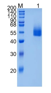 鵰 Recombinant Mouse CD4 /T-cell surface glycoprotein CD4 / CD4 Protein