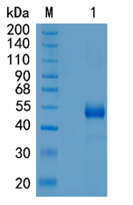 鵰 Recombinant Human NKG2C/CD159c / KLRC2 / NKG2C  Protein