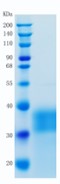 鵰 Recombinant Human ACVR2A / ACTR-IIA / ACVR2  Protein