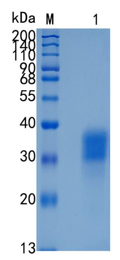 鵰 Recombinant Mouse Activin RIIA / ACTR-IIA / ACVR2  Protein