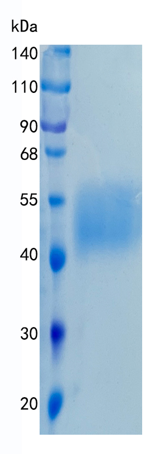 鵰 Recombinant Human CD80 / B7-1 / BB1 / CD28LG1  Protein