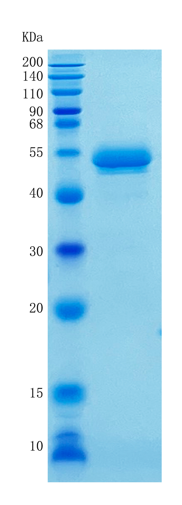 鵰 Recombinant Human Serpin F1/PEDF  / EPC-1 / Serpin F1Protein