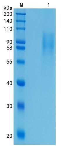 鵰 Recombinant Mouse Thrombopoietin /  MK-CSF / ML  Protein