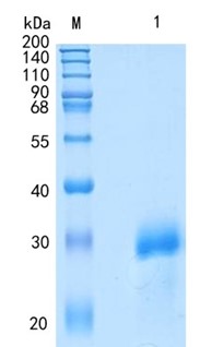 鵰 Recombinant Mouse MBL-2 /  MBL-2 / Mannose Binding Lectin 2  Protein