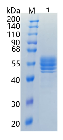 鵰 Recombinant Mouse IL-12B / IL-12B / CLMF p40  Protein
