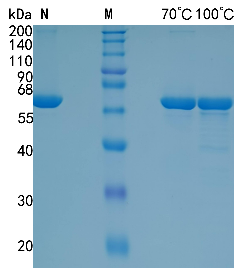 鵰 Recombinant Human P4HB p55 / P4HB / ERBA2L / PDI / PDIA1 / PO4DB Protein