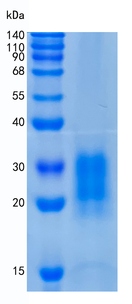 鵰 Recombinant Porcine CSF2 / GM-CSF / Colony-stimulating factor / CSF / Granulocyte Macrophage Growth Factor Protein