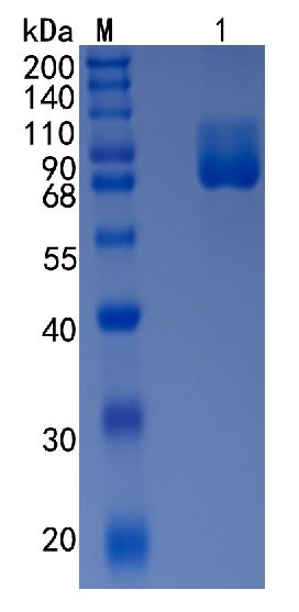 鵰 Recombinant Rat MAG/Siglec-4a Siglec4a / Siglec-4a / S-MAG Protein