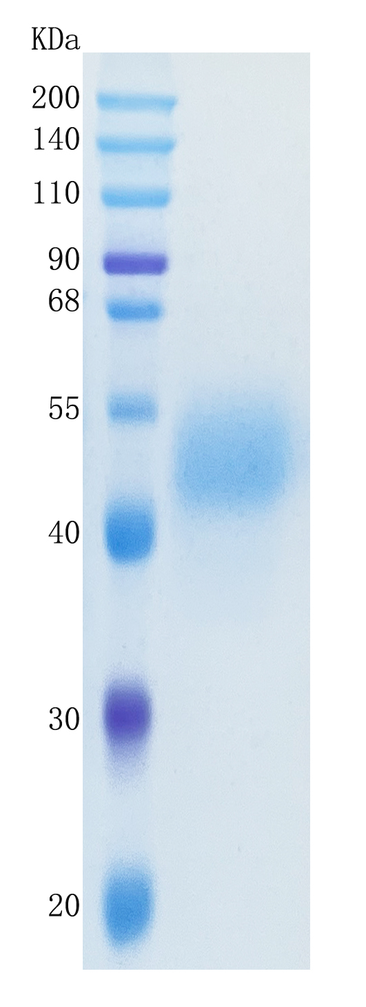 鵰 Recombinant Human MICB /  MIC-B / PERB11.2 Protein