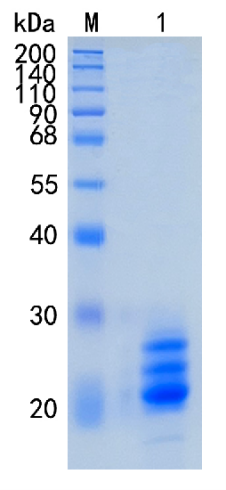 鵰 Recombinant Human  Myelin-oligodendrocyte glycoprotein / MOG Protein
