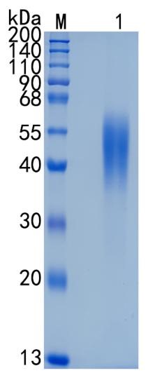 鵰 Recombinant Mouse IL-2 Receptor Alpha / IL-2 R alpha / Interleukin 2 Receptor alpha / CD25 Protein