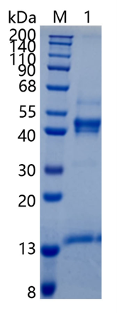 鵰 Recombinant Human Activin A Inhibin / beta 1 / Inhibin Protein