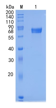 鵰 Recombinant Mouse CD134 / OX40L receptor / TXGP1L / IMD16   Protein