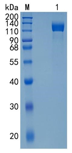 鵰 Recombinant Mouse Leptin R / LEPR / DB / OBR  Protein