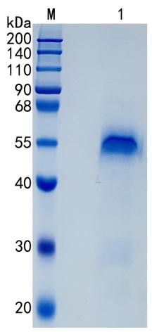 鵰 Recombinant Human IFNAR2 / IFNAR2 / IFNABR / IGFBP9 / NOVH  Protein