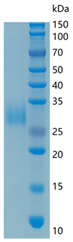 鵰 Recombinant  mouse Adiponectin  /  GBP28 /  GBP28apM1 / GBP28  Protein