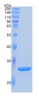 鵰 Recombinant Human HMGB1 / HMGB1 / HMG1 / HMG3 / SBP-1 / HMG-1 Protein