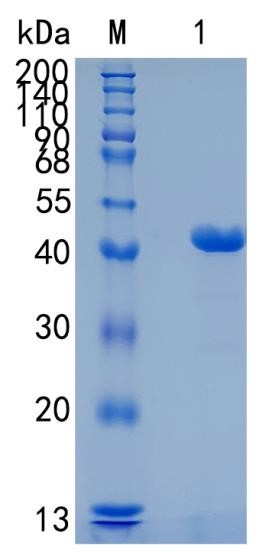 鵰 Recombinant Mouse Chitinase 3-like 1 /  Chil3 / Chitinase-like protein 3  Protein