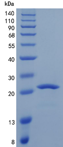 鵰 Recombinant Human Placental Lactogen/CSH1 /  CSH1 / hCS-A / CSMT Protein