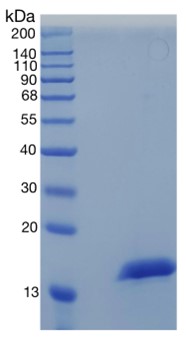 鵰 Recombinant Human Cystatin SA/CST2 / CST2 / CSTSA / cystatin 2 Protein